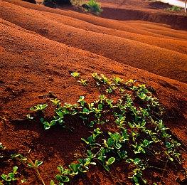 迅捷斥候变“草率斥候” 拳头起诉越南游戏开发商